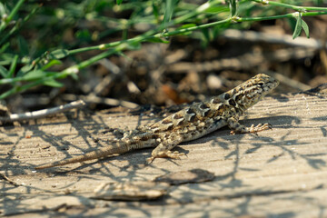A nale western fence lizard on sunning on wooden plank.
