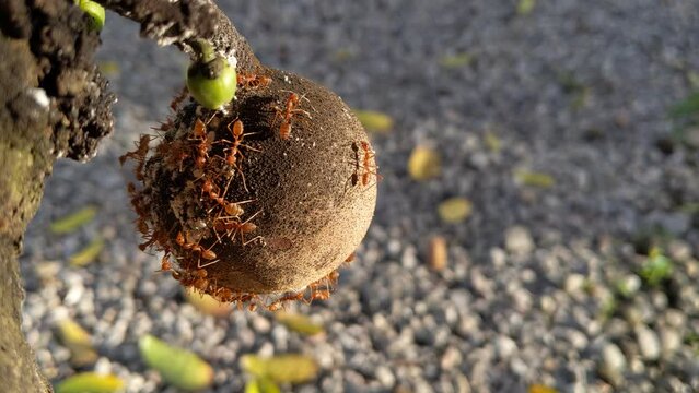 The ant Oecophylla smaragdina on the Stelechocarpus fruit