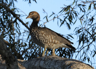 Fototapeta premium Female Australian wood duck bird sitting on a tree branch