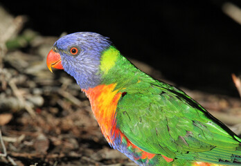 Rainbow lorikeet parrot bird sitting on the ground in a garden in Australia