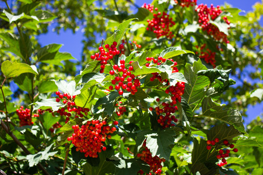 Bush with red berries. Red berries are fruits, summer harvest.