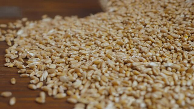 Ripe dry wheat fall from bag. Harvest time activity. Grain elevator, agrarian facility complex designed to stockpile or store grain. Quality assurance concept. Organic food culture. Organic farming