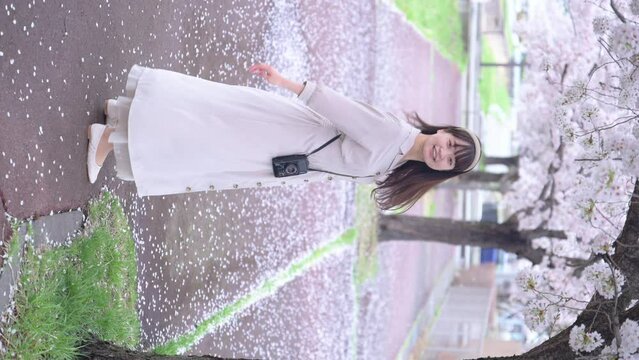 満開の桜並木を歩く若い女性　たて動画
