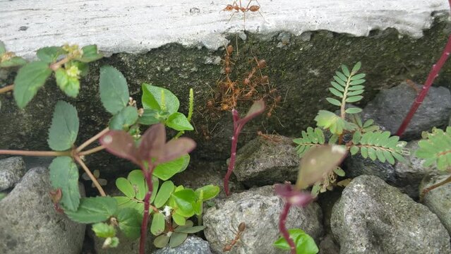 Oecophylla smaragdina (common names include Asian weaver ant, weaver ant, green ant, green tree ant, semut rangrang, semut kerangga, and orange gaster