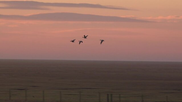 Evening light as birds fly into the golden light beautiful sunset and migrating animals England UK 4K
