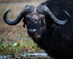 water buffalo