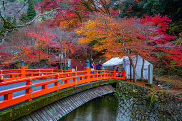 Fototapeta premium 高雄の紅葉