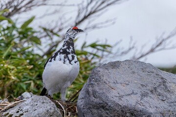 お気に入りのお立ち台で周囲を監視する雷鳥オス＠室堂、富山