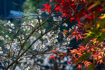 小原の四季桜, 小原, 四季桜, 川見四季桜の里, 豊田市, 愛知県, 秋, 自然, 木, 葉, 赤, 質感, 花, カラフル, 色, 季節, 美しさ, オレンジ, 紅葉