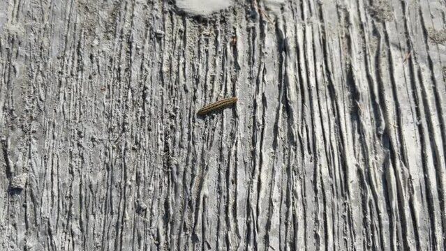 Caterpillars that walk on cement roads