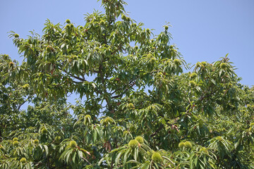 Fototapeta na wymiar 栗がたくさん実った夏の栗の木