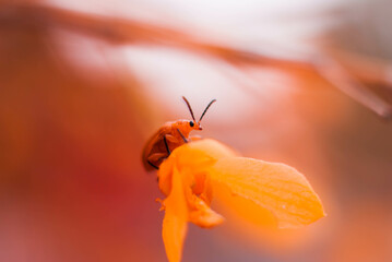Close-Up Of Insect On Yellow Flower