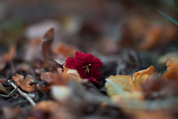 autumn leaves on the ground