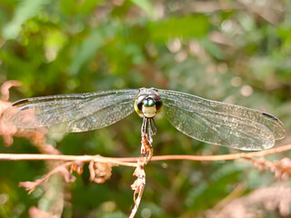 a photo of a dragonfly perched on a plant branch
