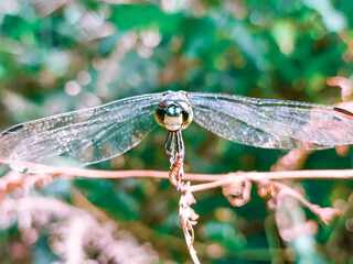a photo of a dragonfly perched on a plant branch