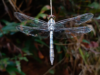 a photo of a dragonfly perched on a plant branch