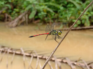 a photo of a dragonfly perched on a plant branch