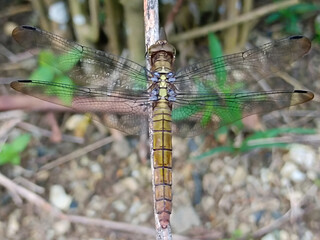 a photo of a dragonfly perched on a plant branch