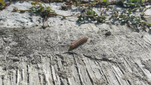 Caterpillars that walk on cement roads