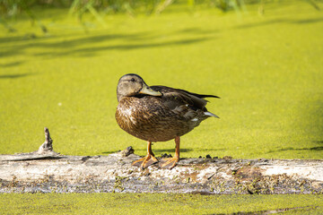 duck in the pond