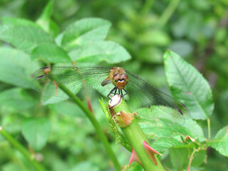 枝に止まるナツアカネ（赤とんぼ）を接写