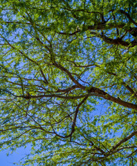 Green Leaves and Brown Branches Under Blue Sky.
