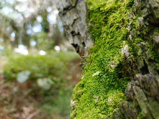 green moss growing on old wood