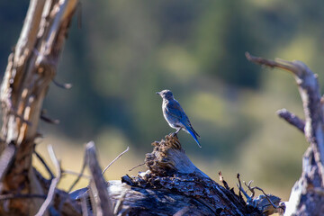 Mountain Bluebird