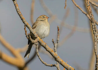 Brewers Sparrow in the Pike National Forest of Colorado