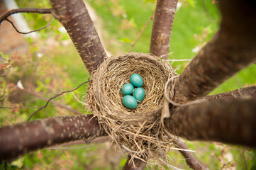 Robin Eggs in Nest on Tree Branch