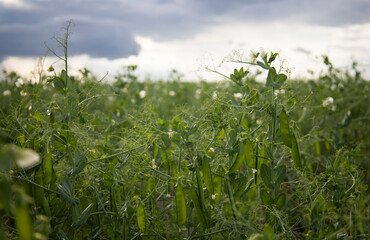 Obraz premium Beautiful close-up of green fresh peas and pea pods. Healthy food. Selective focus on fresh bright green pea pods on plants. Growing peas outdoors and blurred background.
