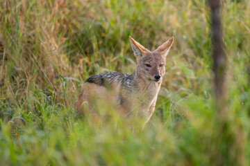 Black back jackal standing in the tall grass of the savanna - Africa