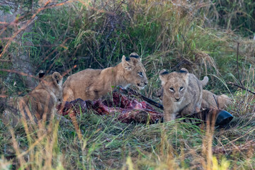 Obraz na płótnie Canvas lion cubs eating from a zebra carcass