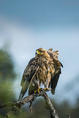 Tawny Eagle drying feathers after a bath