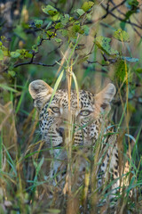 Leopard peering through long grass, Kruger Park