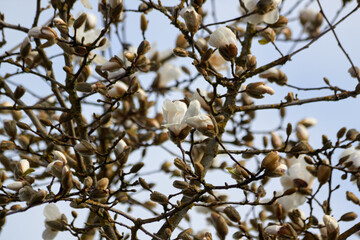 Tree Branches with Magnolia Flowers