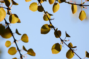 Spring Illuminated Leaves1