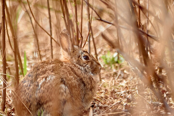 Sitting and Hiding Rabbit