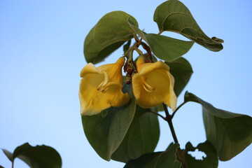 Cambodia. Gmelina asiatica is a plant species, described by Linnaeus, in the family Lamiaceae (but...