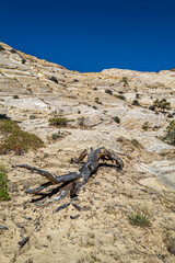 Dead tree branches on a hillside at the Grand Staircase National Monument near Boulder, Utah, USA