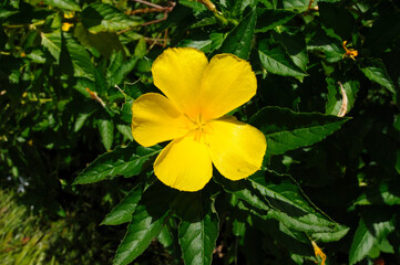 黄色い花 キバナツルネラ