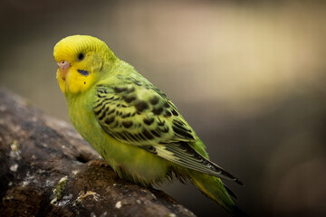 Close up of a parakeet