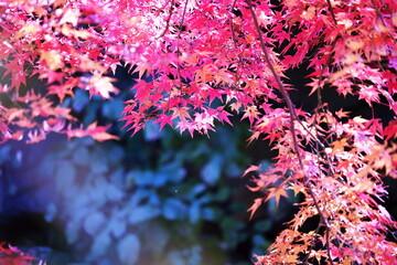 美しい秋の紅葉