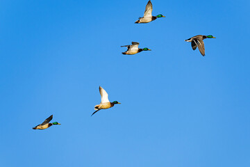 マガモ雄の飛翔 (Mallard)