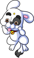 The cute dog with the funny expression and giving the ugly face