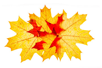 Group autumn maple red yellow leaves with natural texture isolated  on white background. Natural fallen autumn leaf as decorative element, cutout object. Beautiful fall leaves, minimal layout