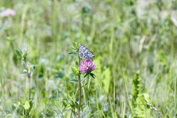 Beautiful butterfly, the black- veined white, Aporia crataegi, feeding on clover flower, wild flowering plant in nature. Nature aesthetics summer scene, green meadow with blossoming flowers