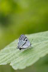 ミズイロオナガシジミ