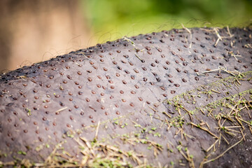 Close up of hippo sweat