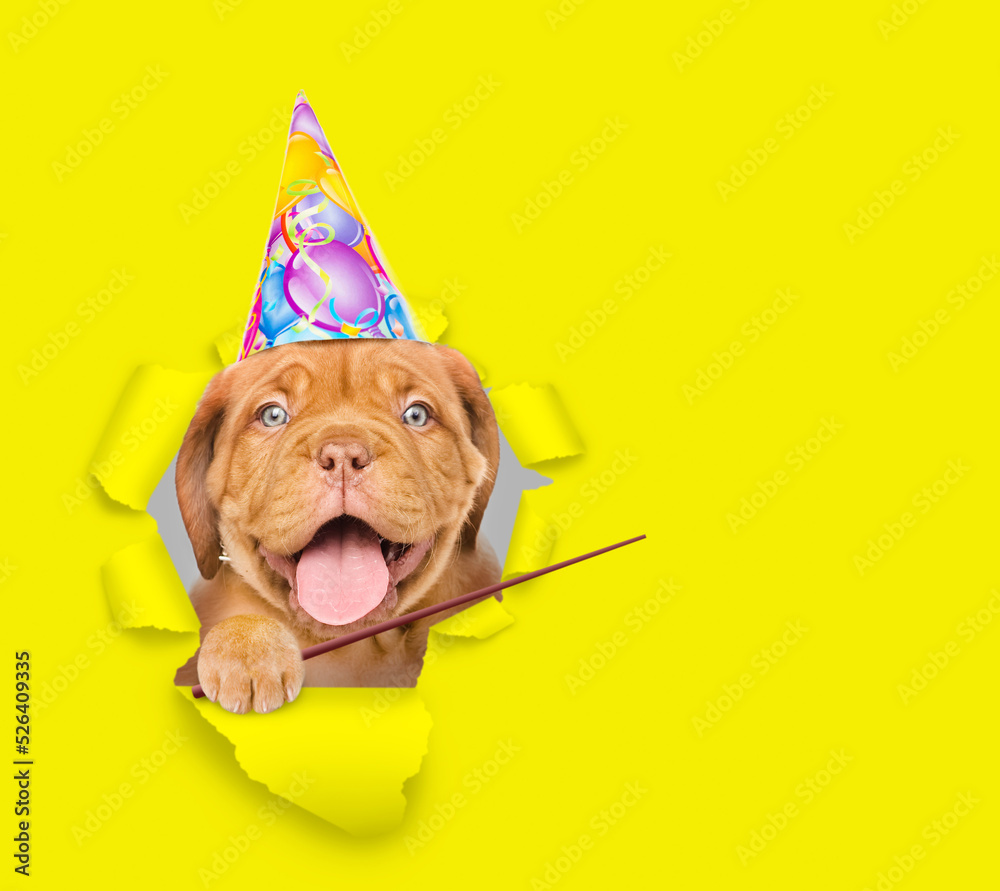 Poster Happy Mastiff puppy wearing party cap looking through a hole in yellow paper and pointing on empty space